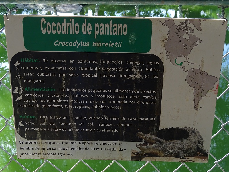 Morelet's crocodile signage