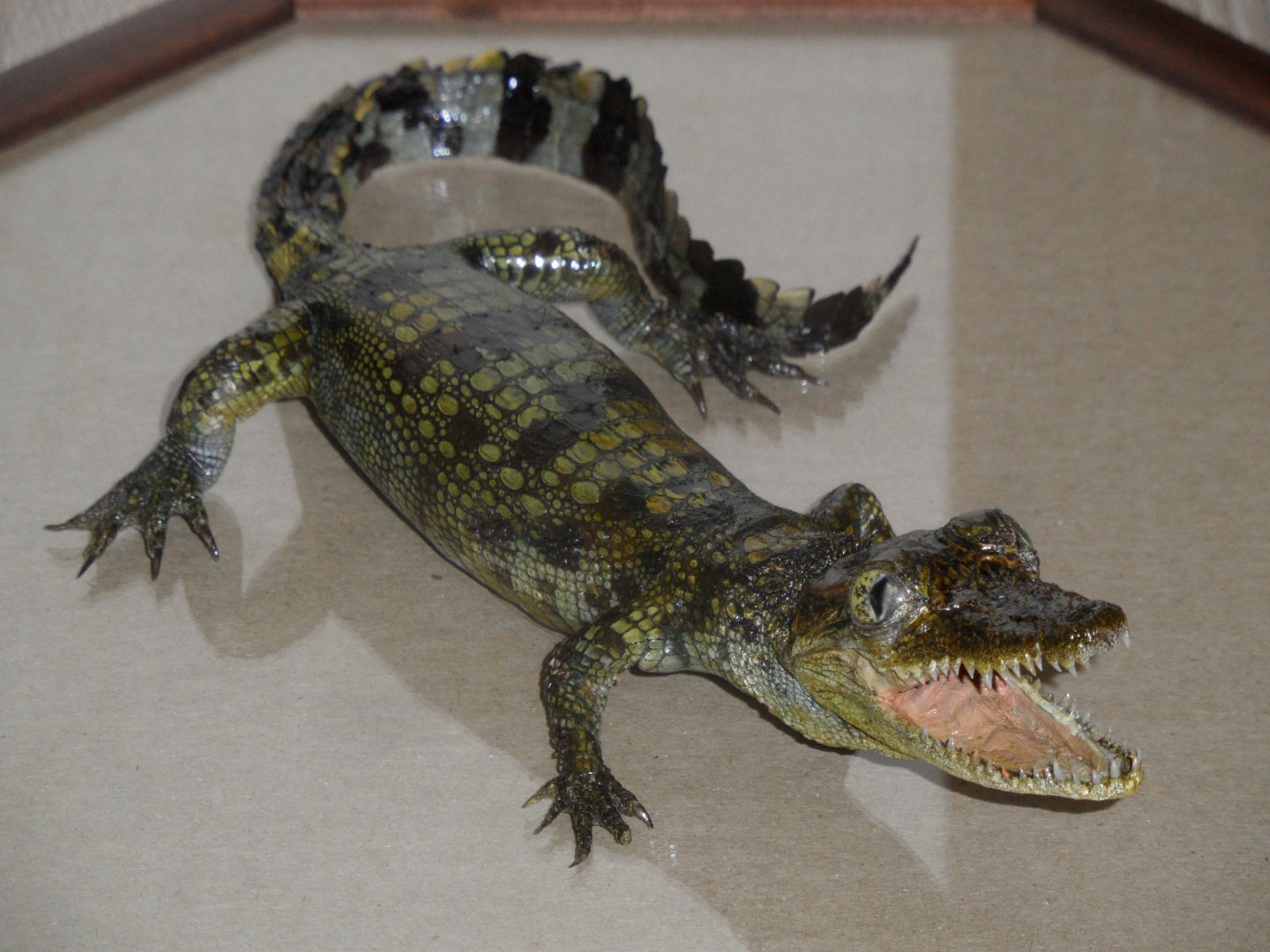 Morelet's crocodile taxidermy