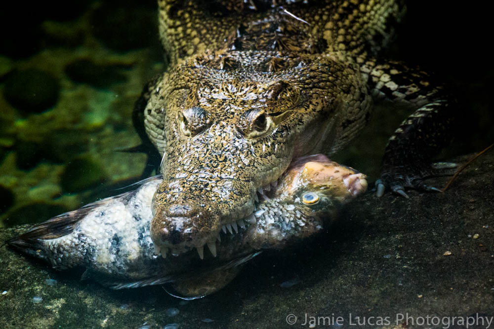 Morelet's crocodile with fish