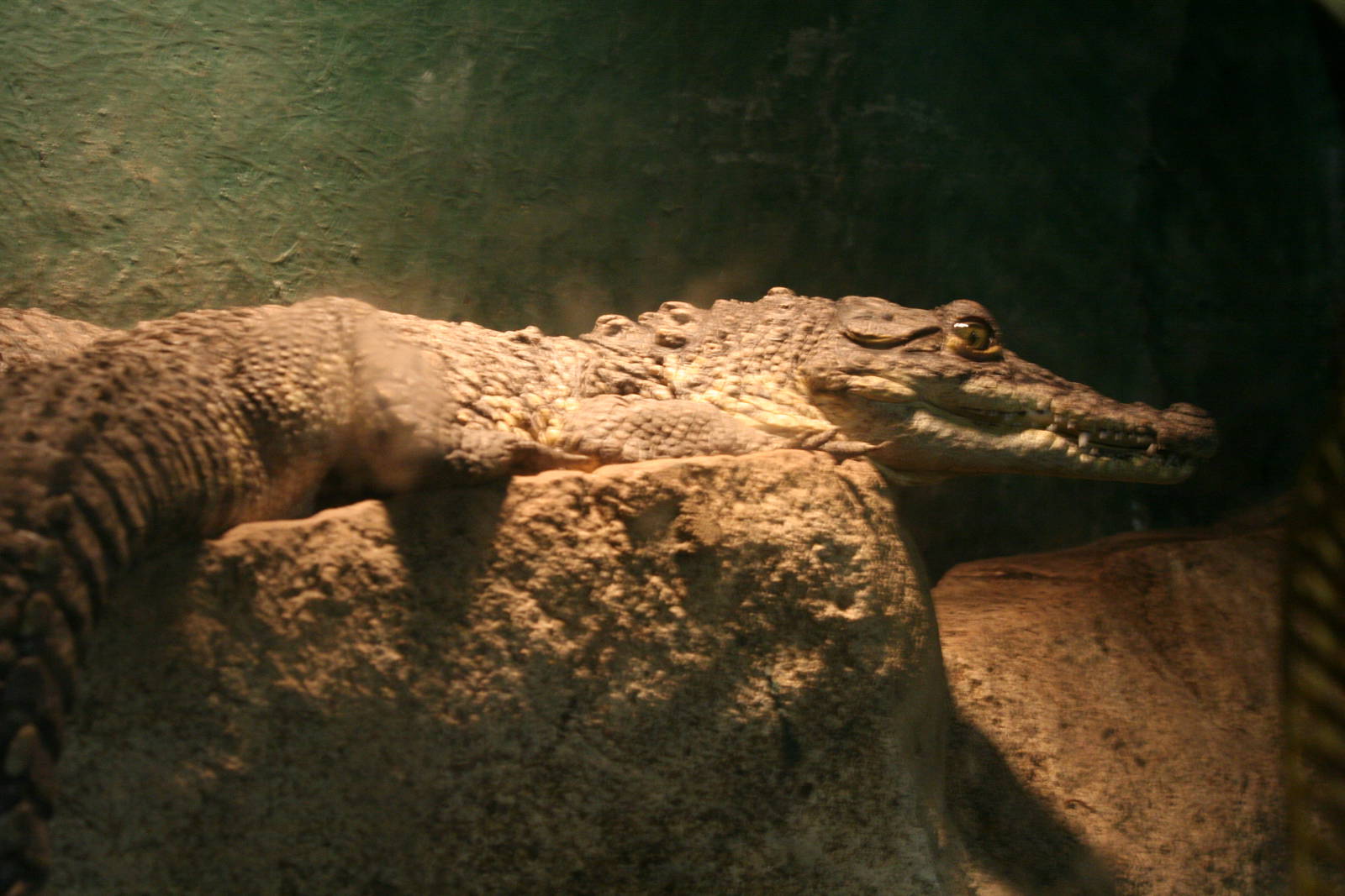 Morelet's crocodile