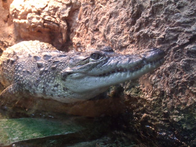 Morelet's Crocodile