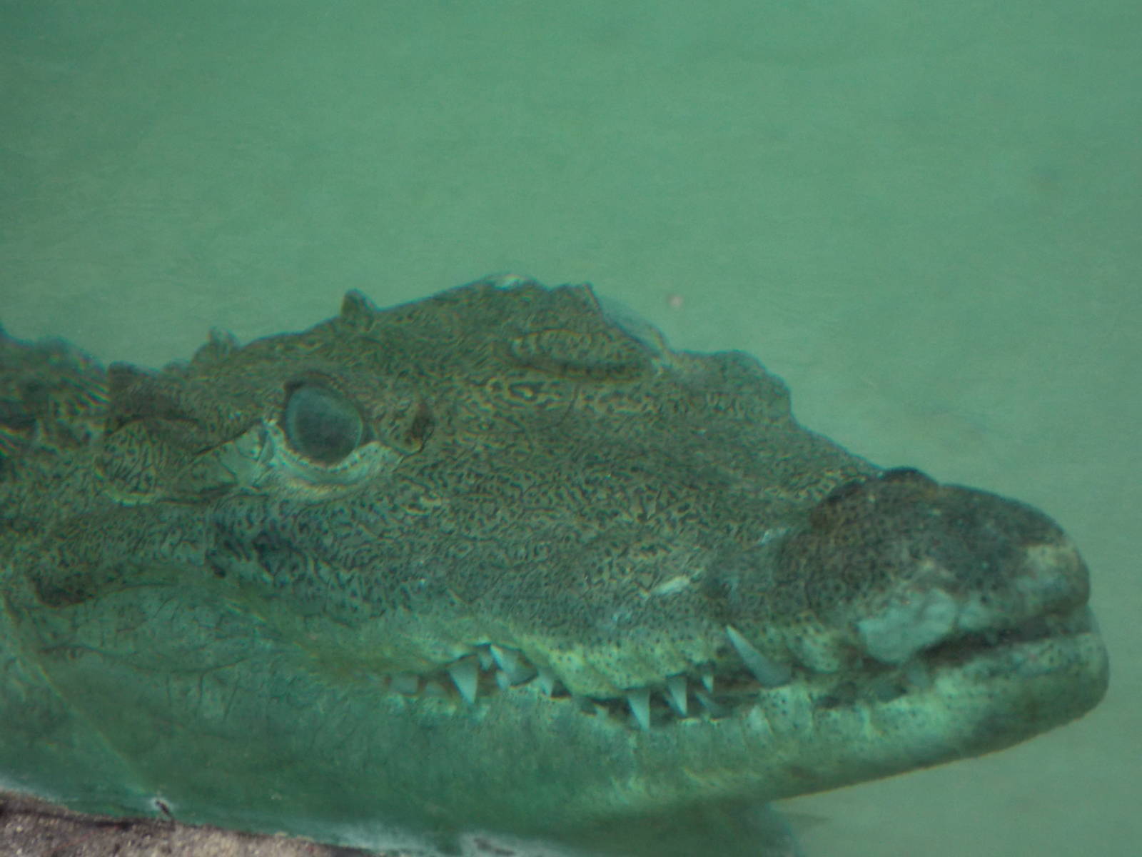 Morelet's crocodile