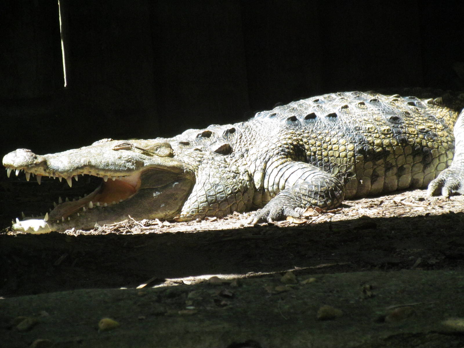 Morelet's Crocodile