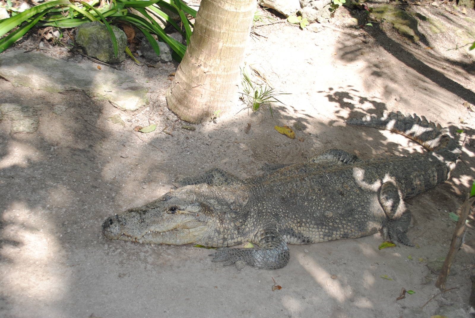 Morelet's Crocodile