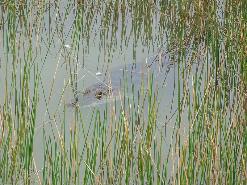 Morelet's crocodile?