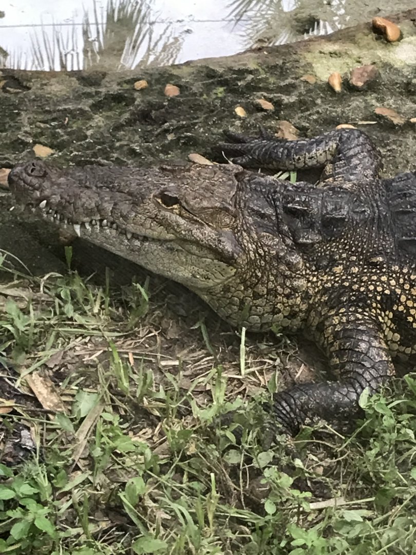 Morelet’s crocodile