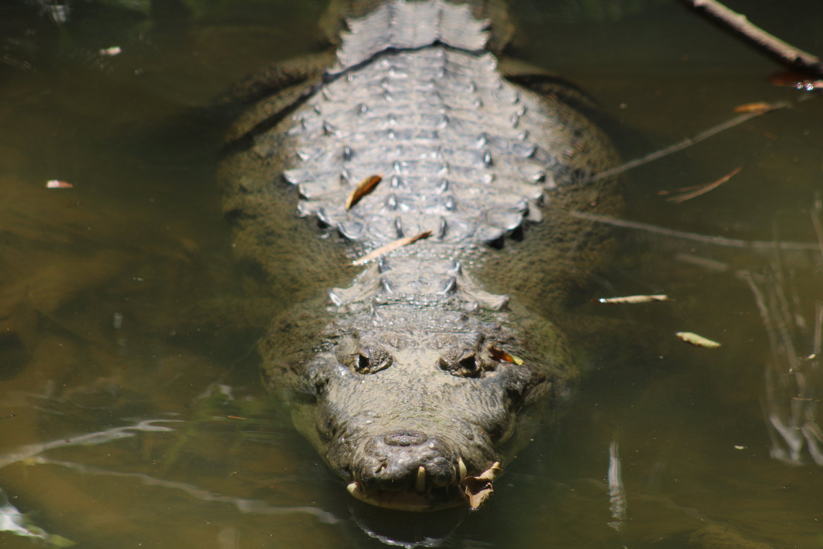 Morelet’s Crocodile