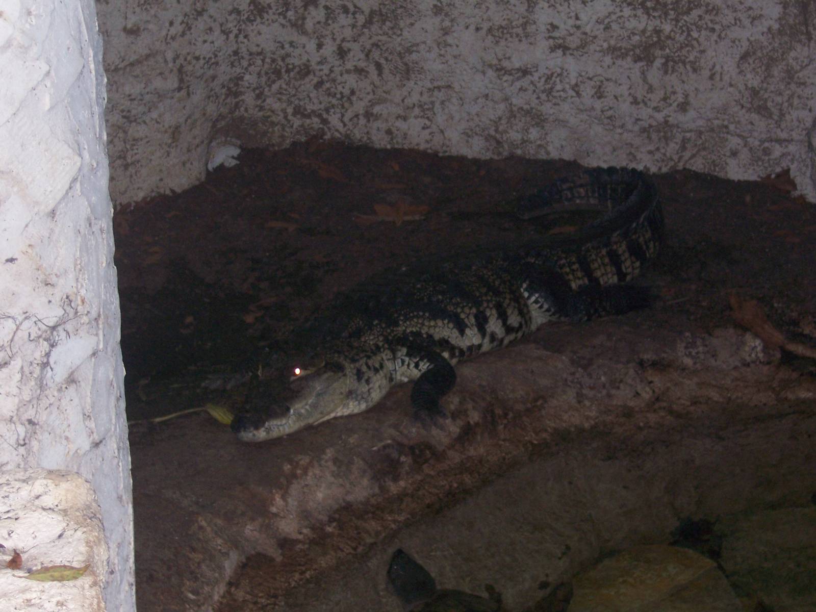 Morelet's Crocodile