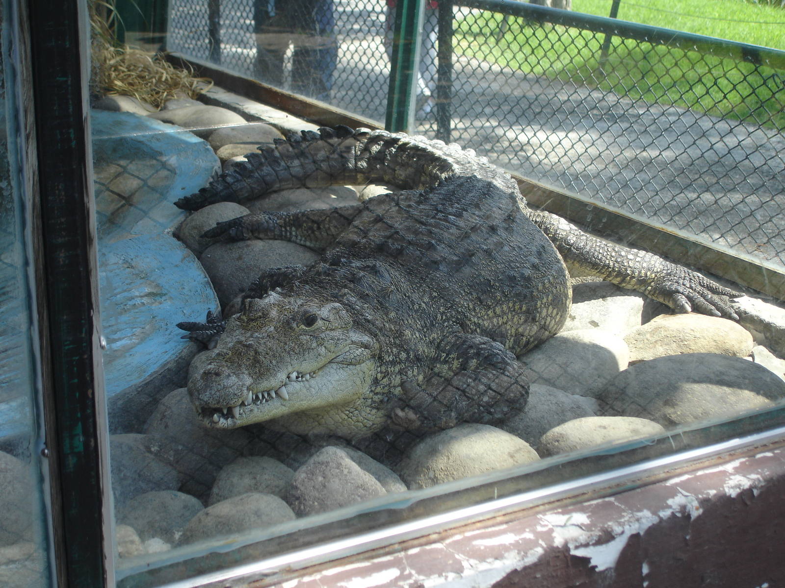 Morelet's Crocodile