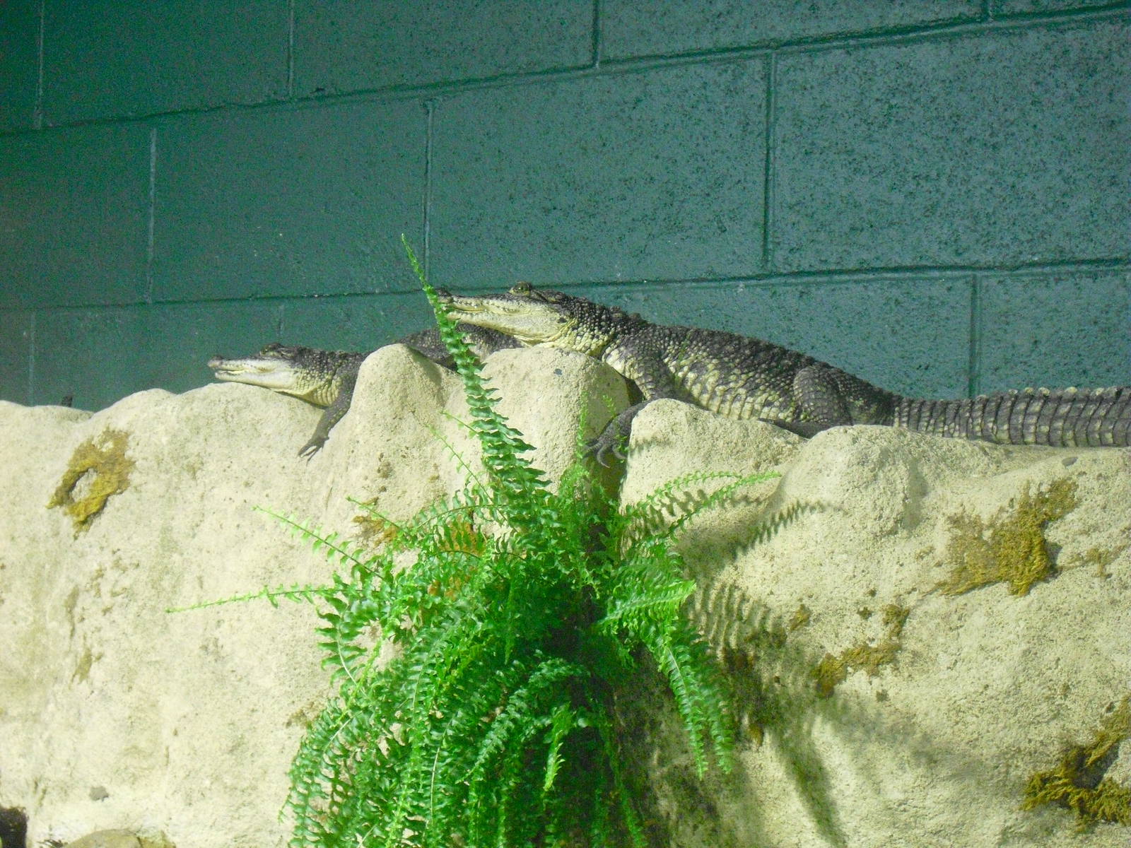 Morelet's Crocodiles - 27/10/2011