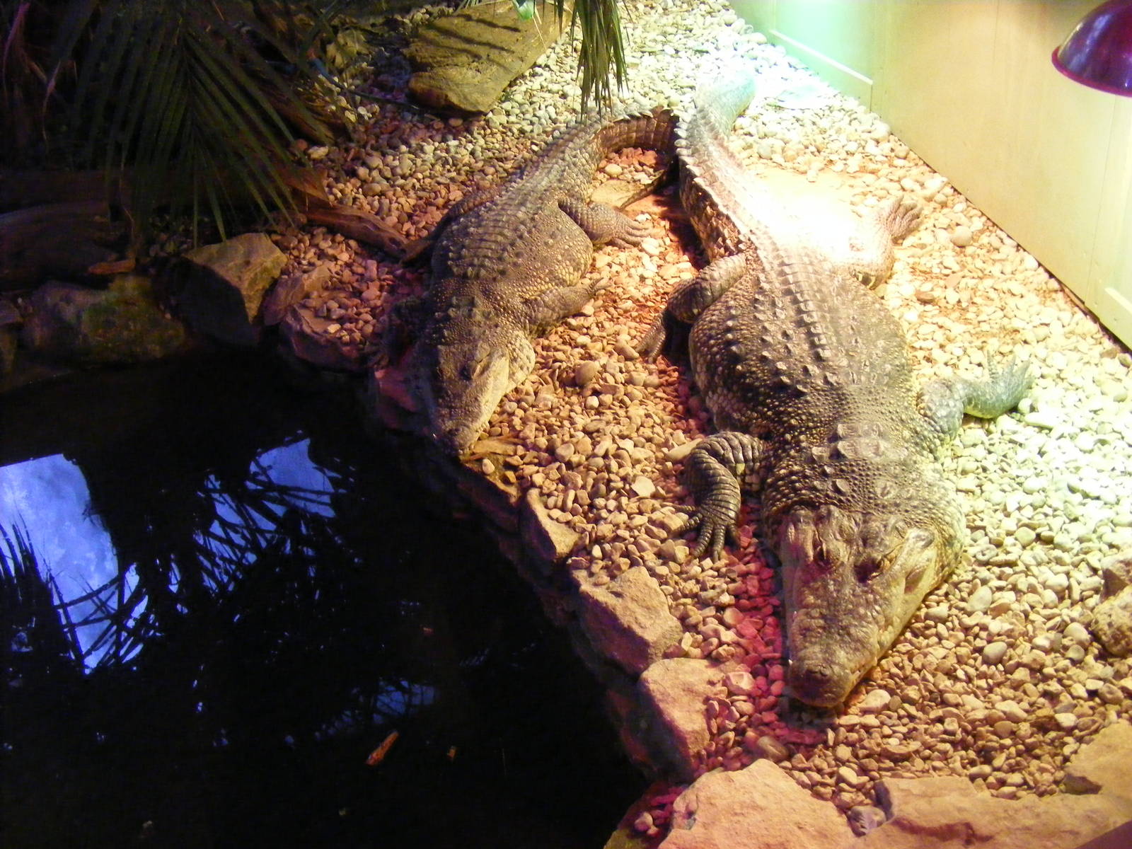 Morelet's crocodiles at Cotswold Wildlife Park, 27 November 2010