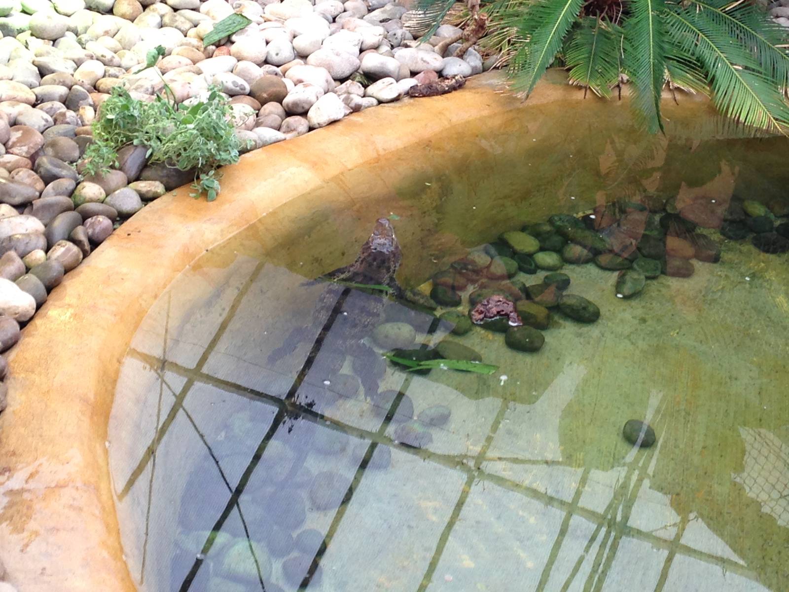 Morelets Crocodiles at Tropical World - 02/10/2013