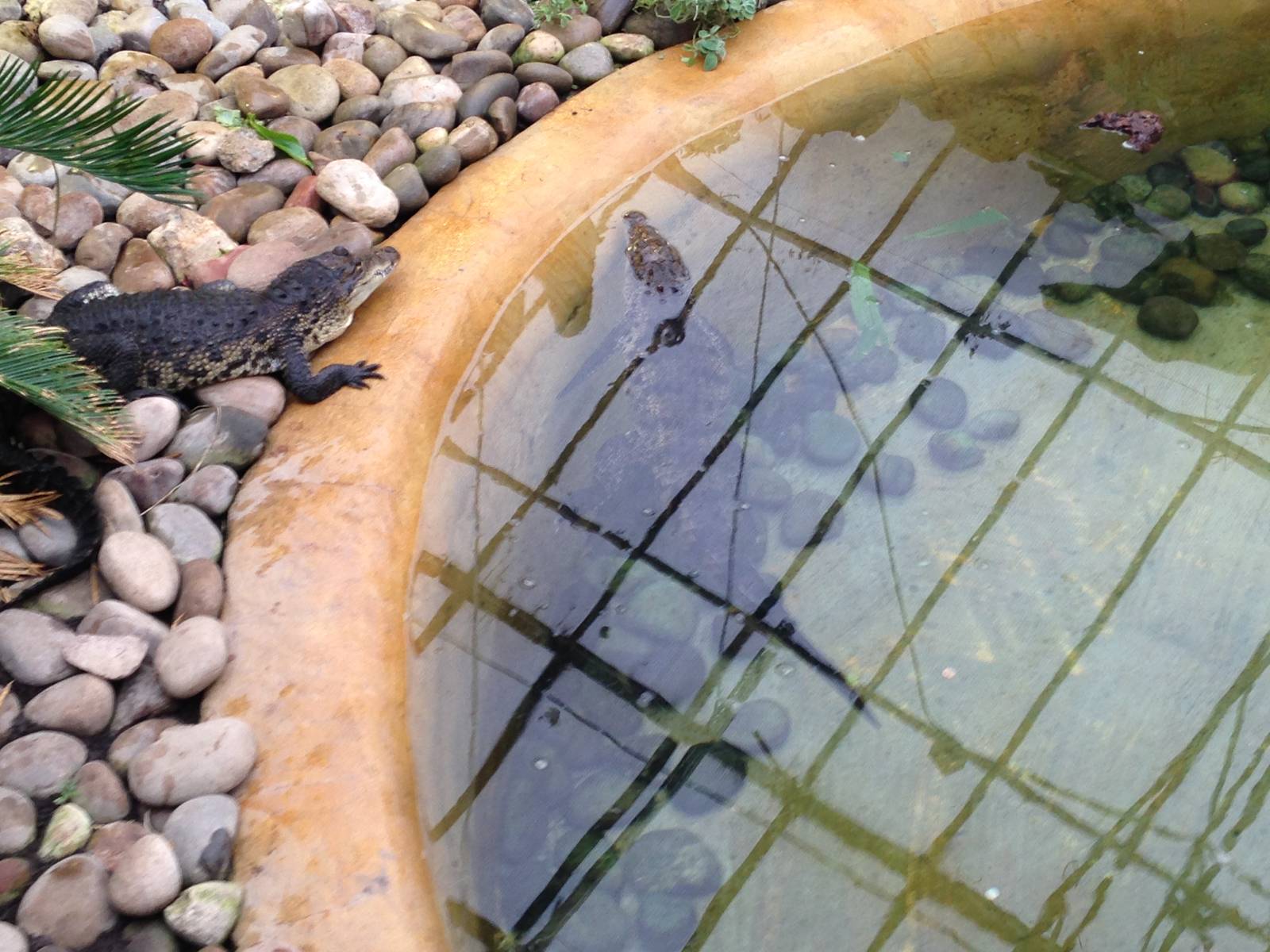 Morelets Crocodiles at Tropical World - 02/10/2013
