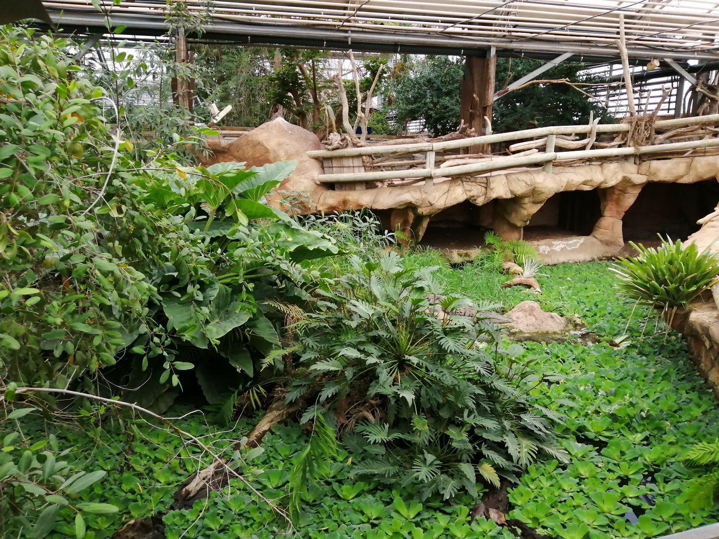 Morelet's Crocodiles exhibit