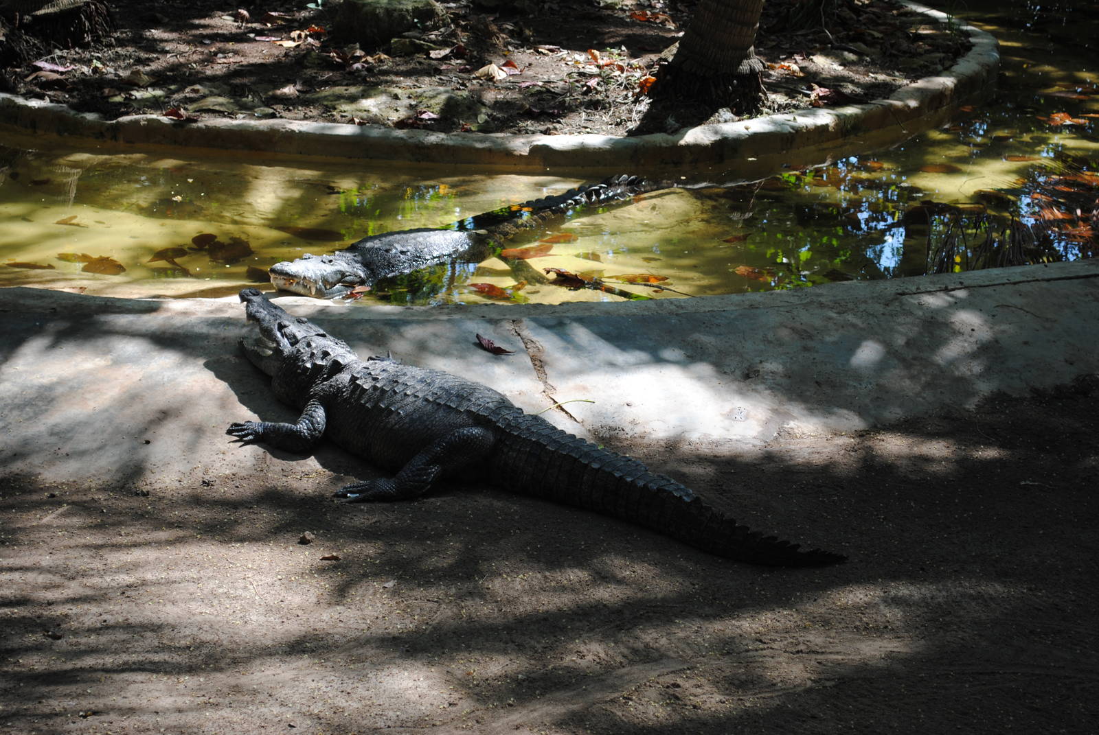 Morelet's Crocodiles