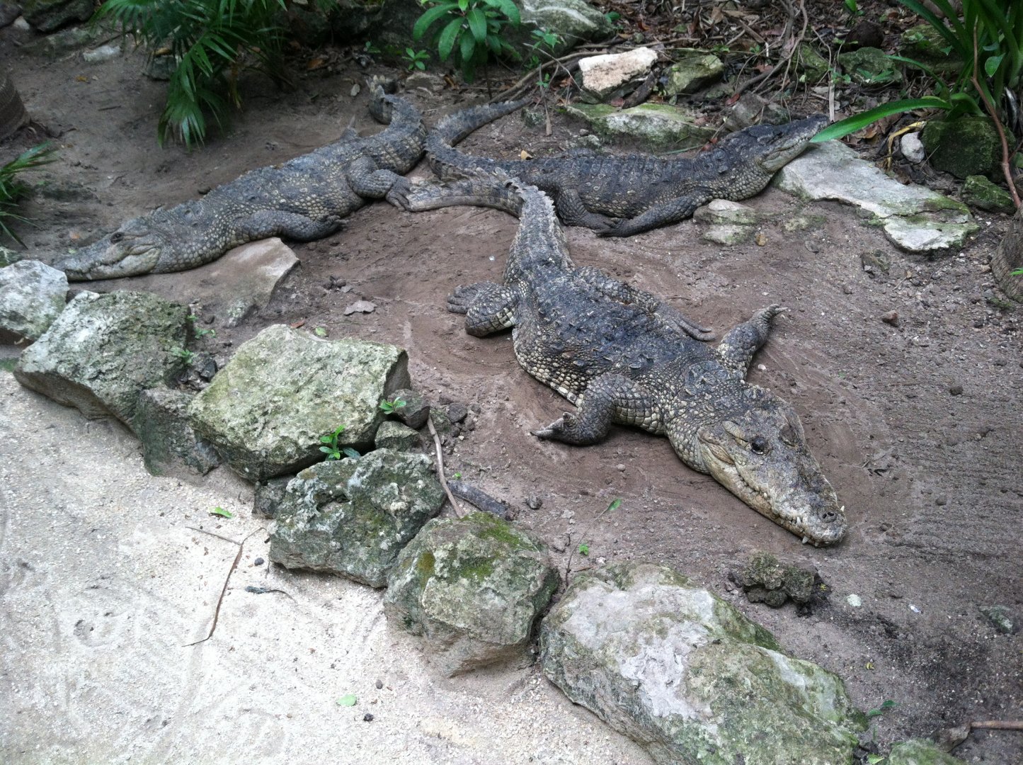 Morelet's Crocodiles