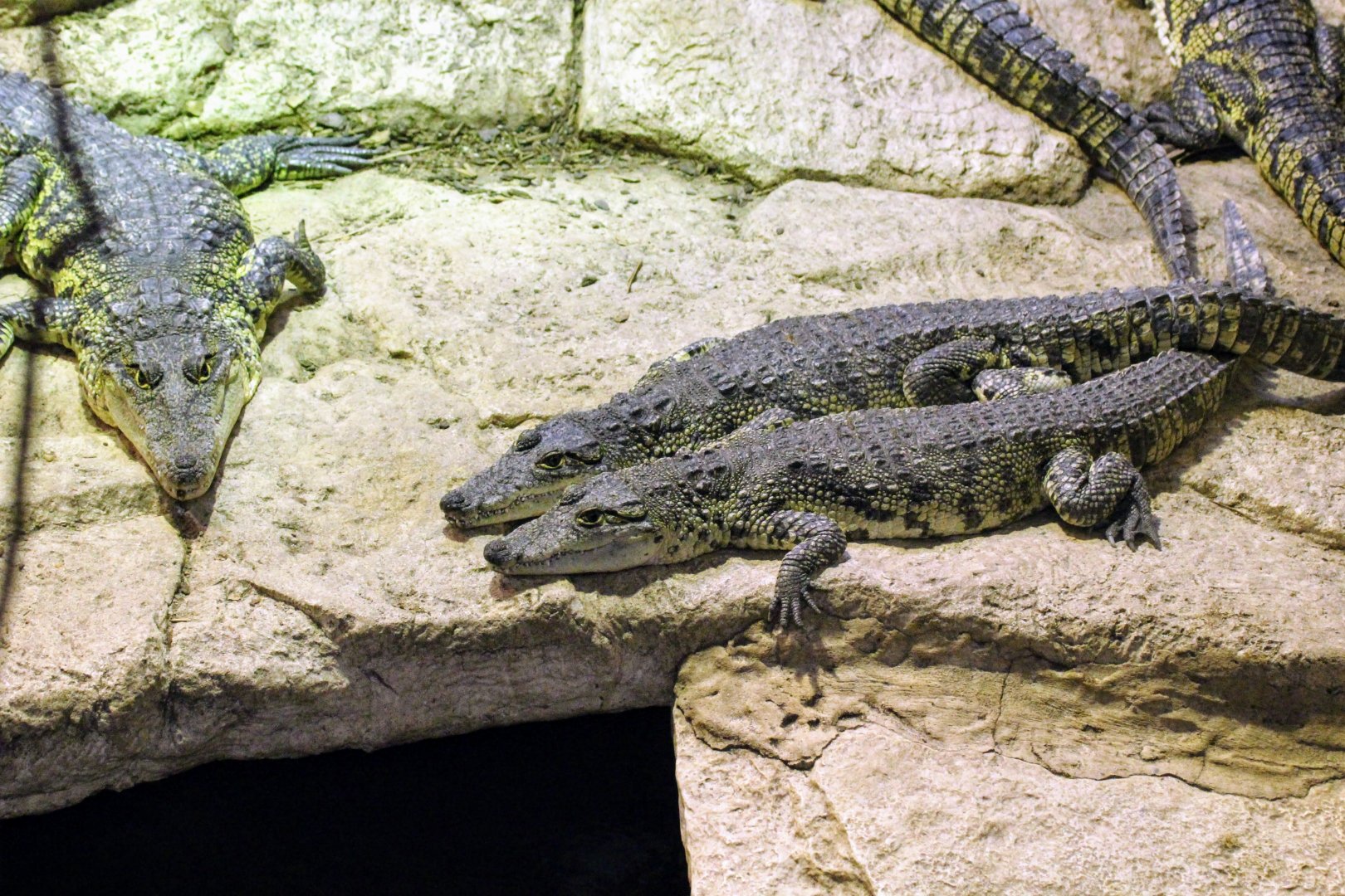 Morelet's Crocodiles