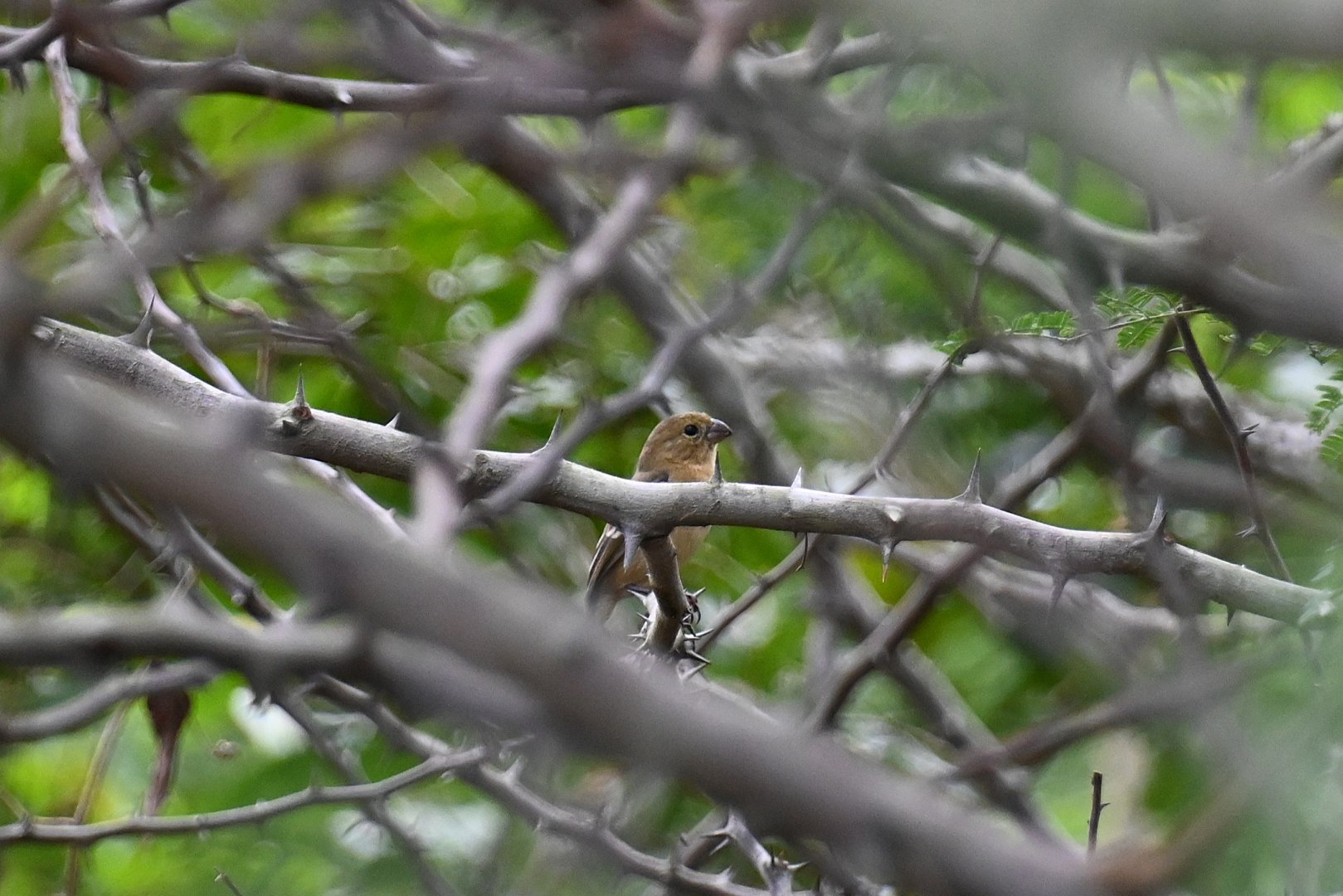 Morelet's seedeater (Sporophila morelleti)