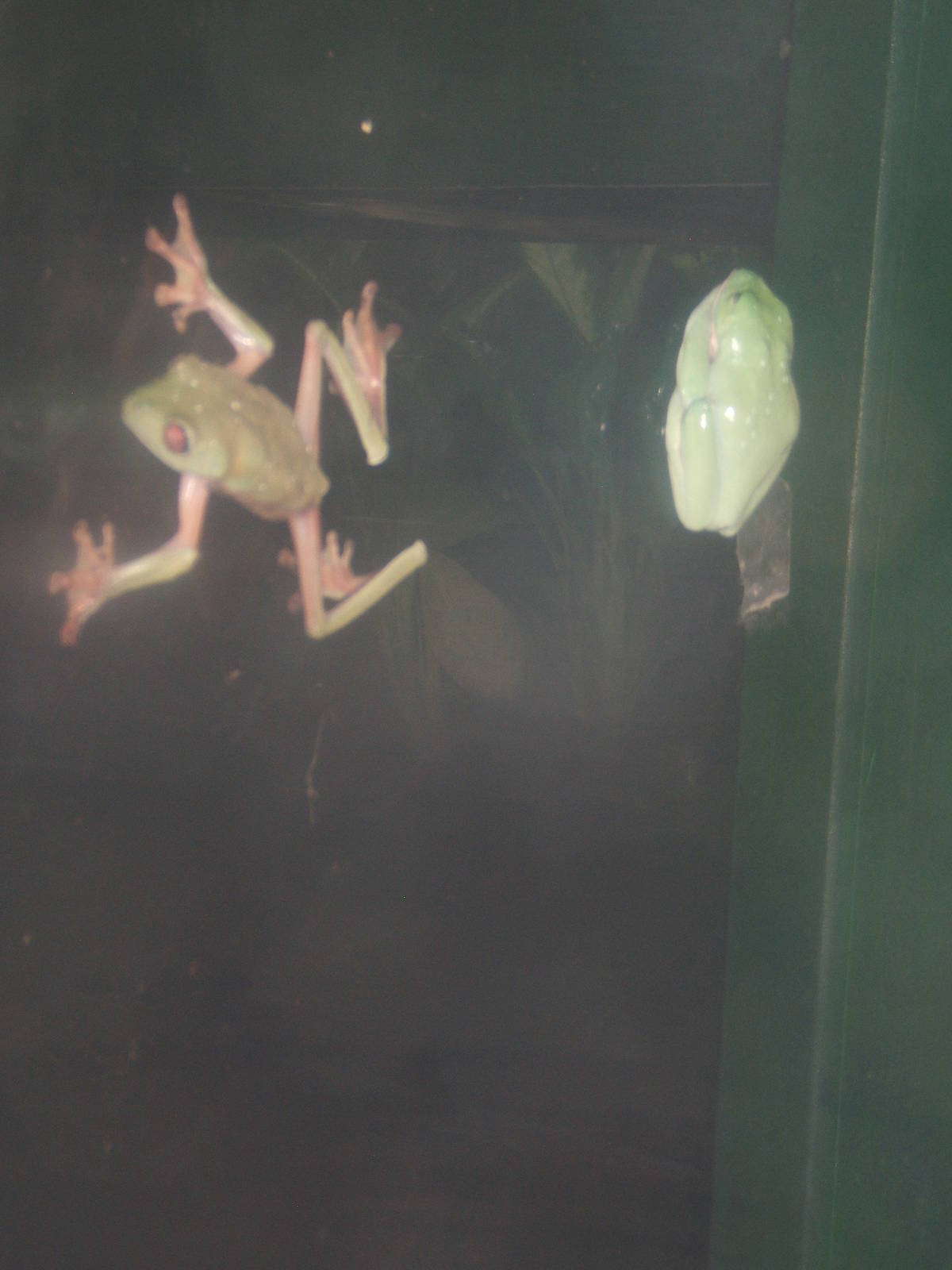 Morelets Tree Frog (Agalychnis moreletii)