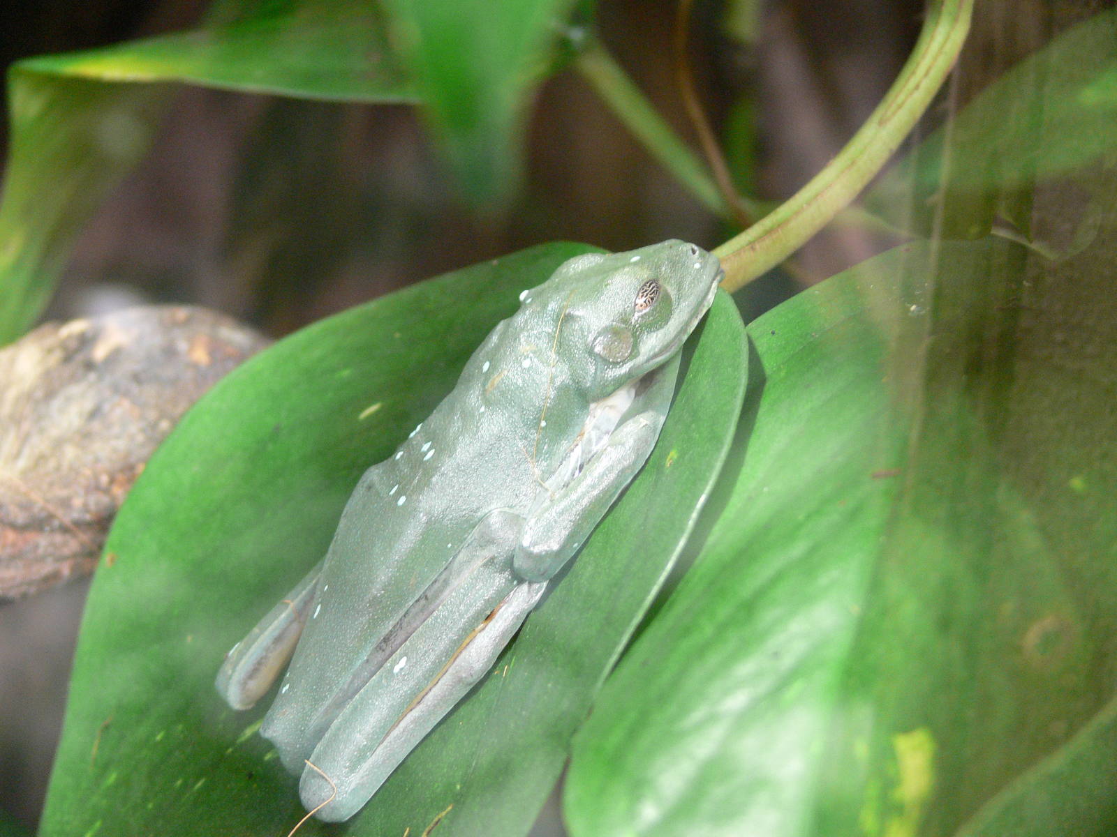 Morelet's Tree Frog at Chester Zoo, 14/04/14