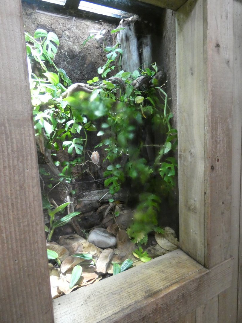 Morelet's Tree Frog Enclosure in Tropical Realm