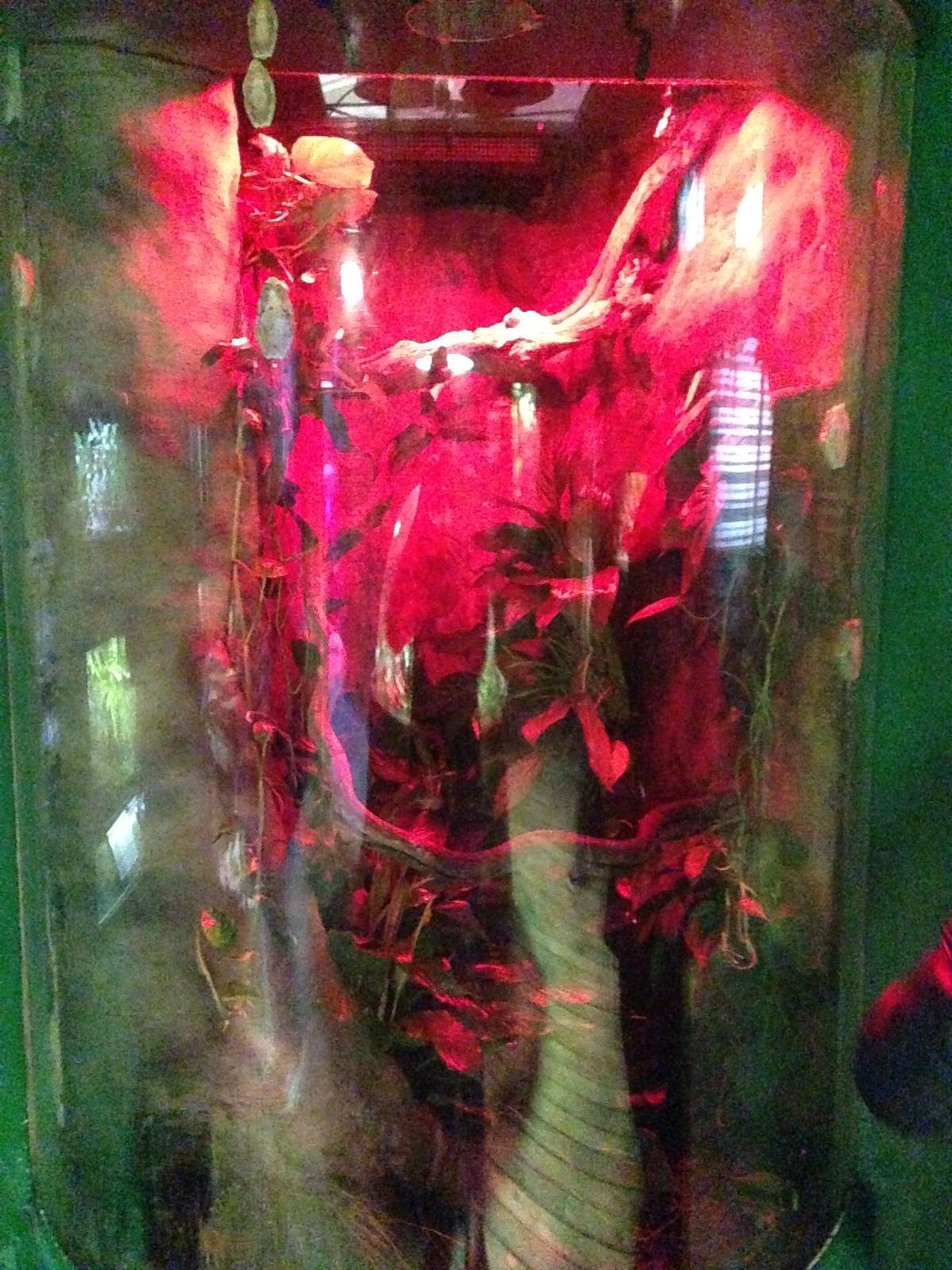 Morelet's Tree Frog Exhibit at Blue Planet Aquarium - 05/10/2013