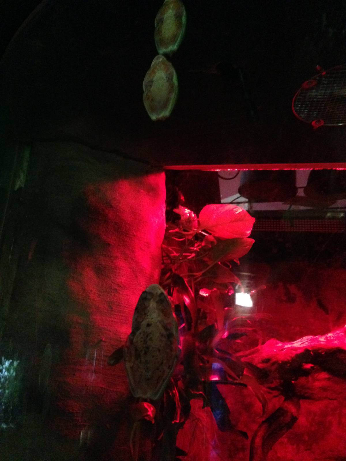 Morelet's Tree Frogs at Blue Planet Aquarium - 05/10/2013