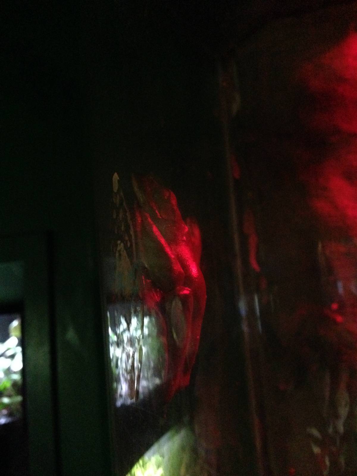 Morelet's Tree Frogs at Blue Planet Aquarium - 05/10/2013