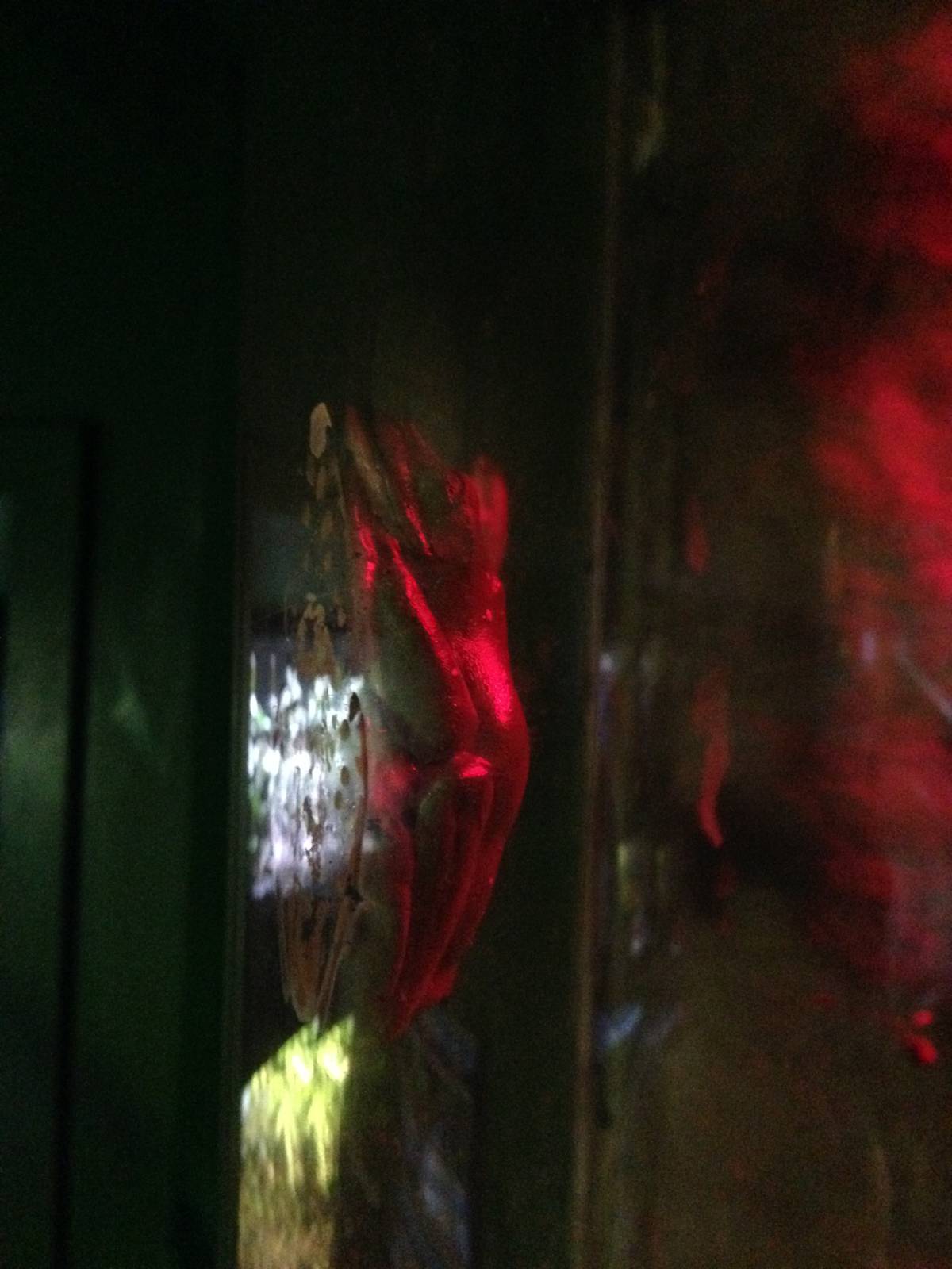 Morelet's Tree Frogs at Blue Planet Aquarium - 05/10/2013