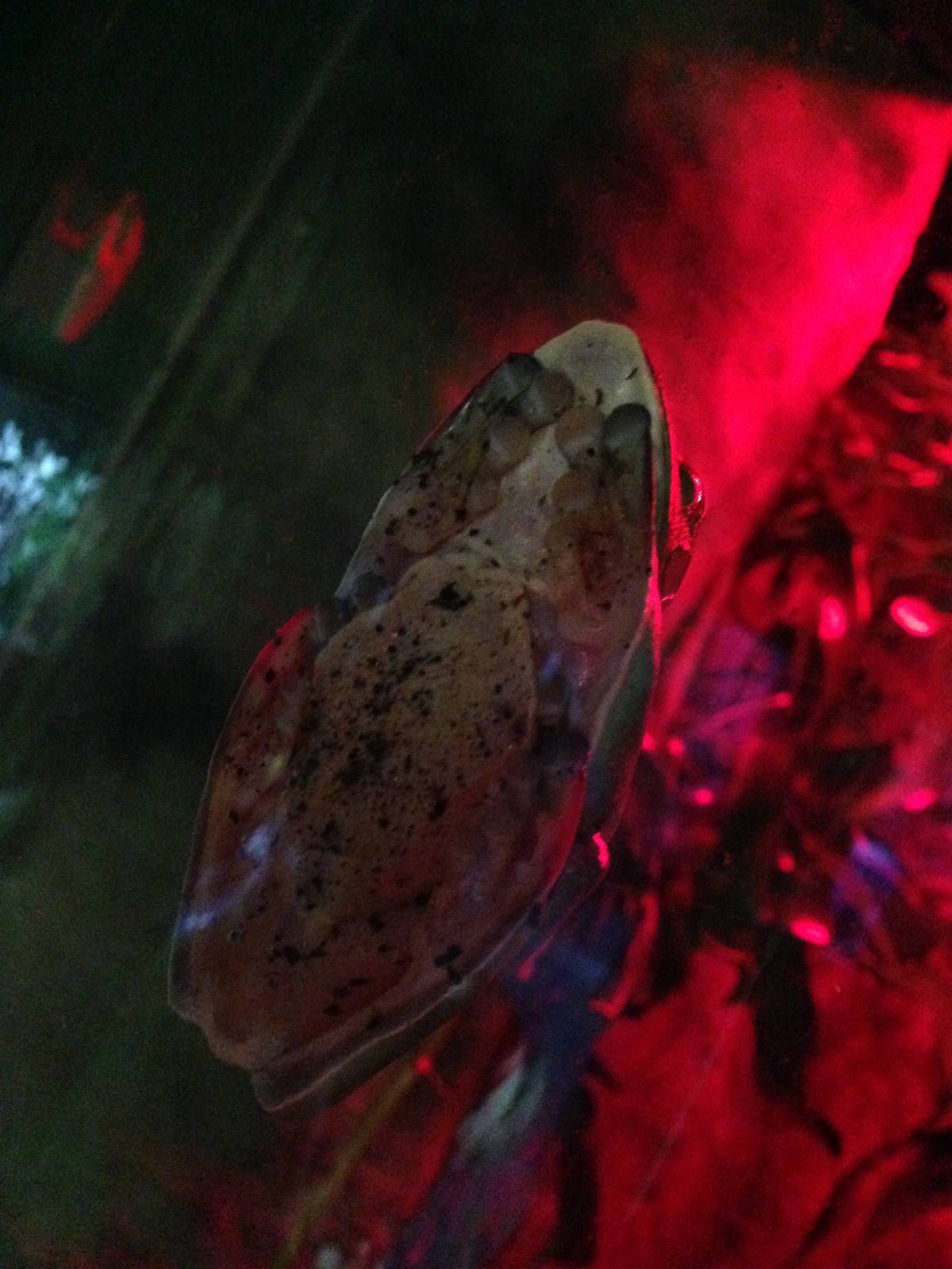 Morelet's Tree Frogs at Blue Planet Aquarium - 05/10/2013