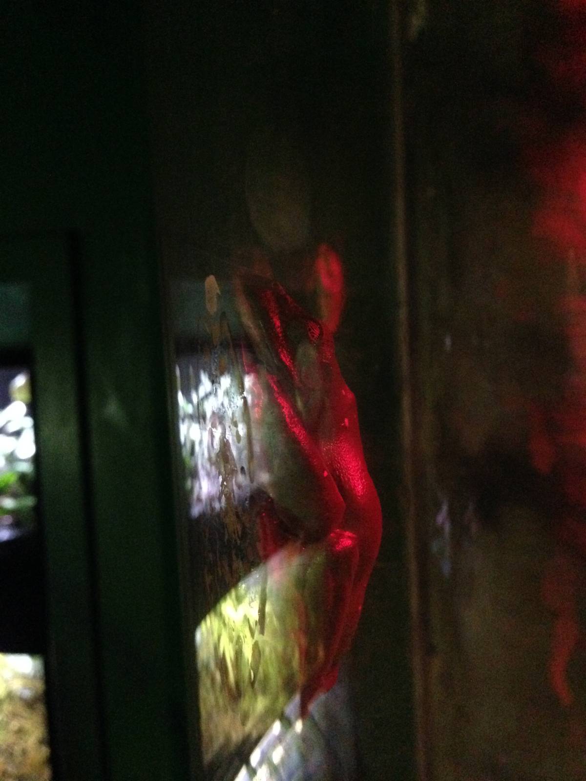 Morelet's Tree Frogs at Blue Planet Aquarium - 05/10/2013