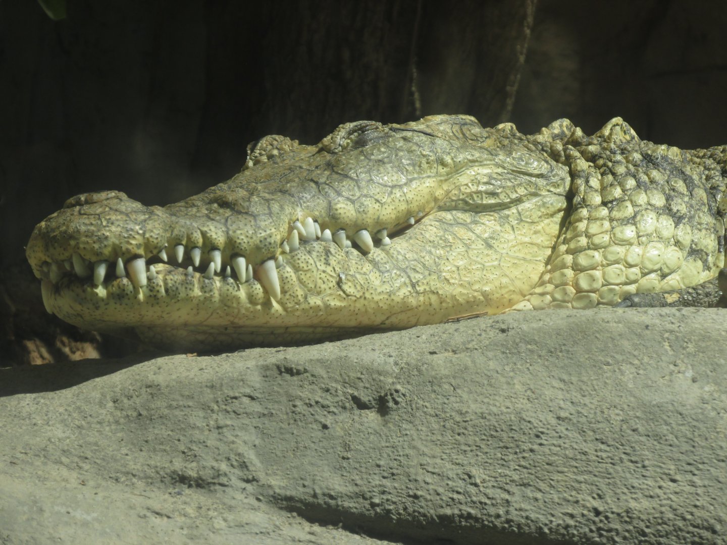 morelett´s crocodile