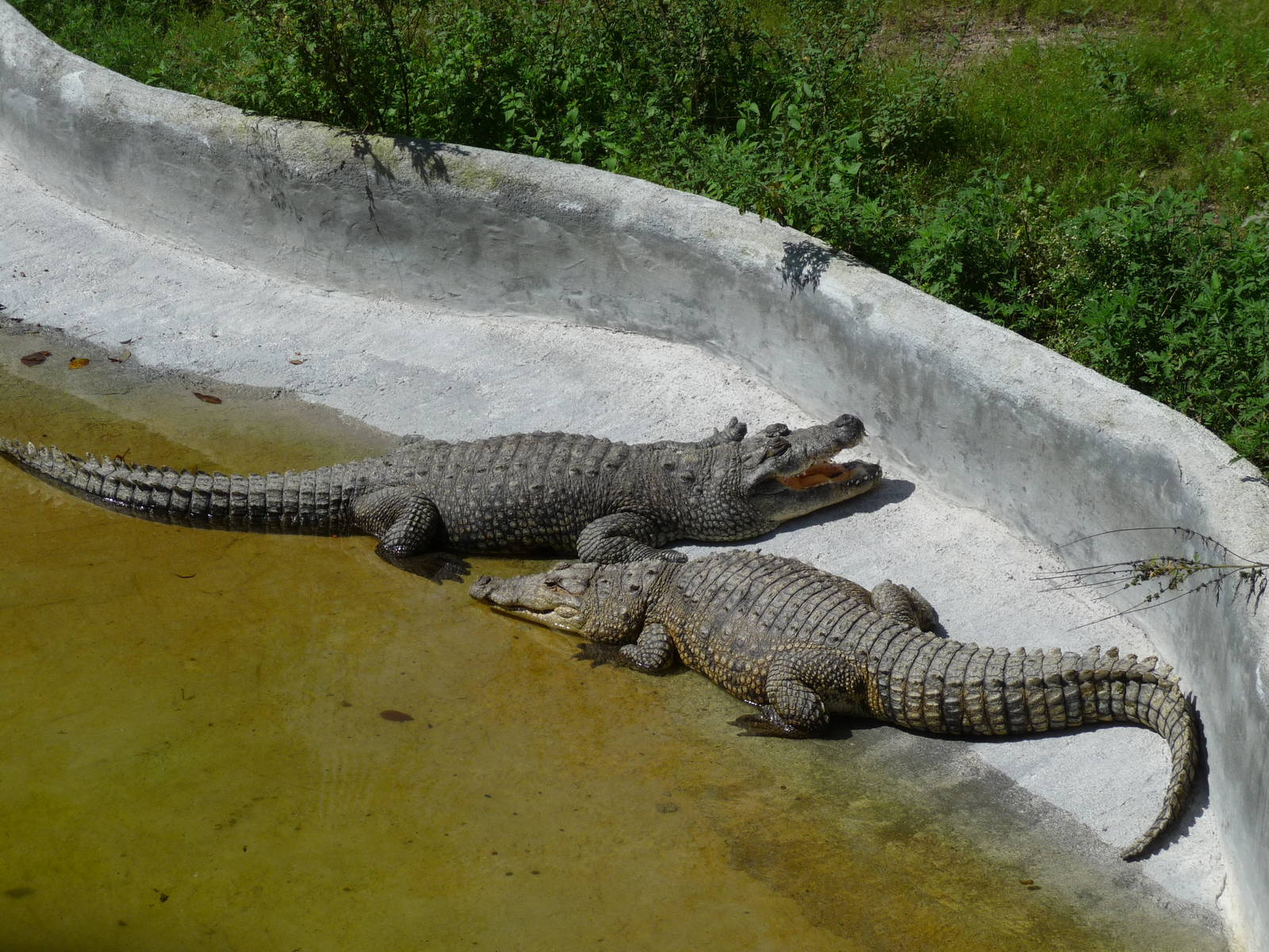 morelett s crocodiles morelia zoo