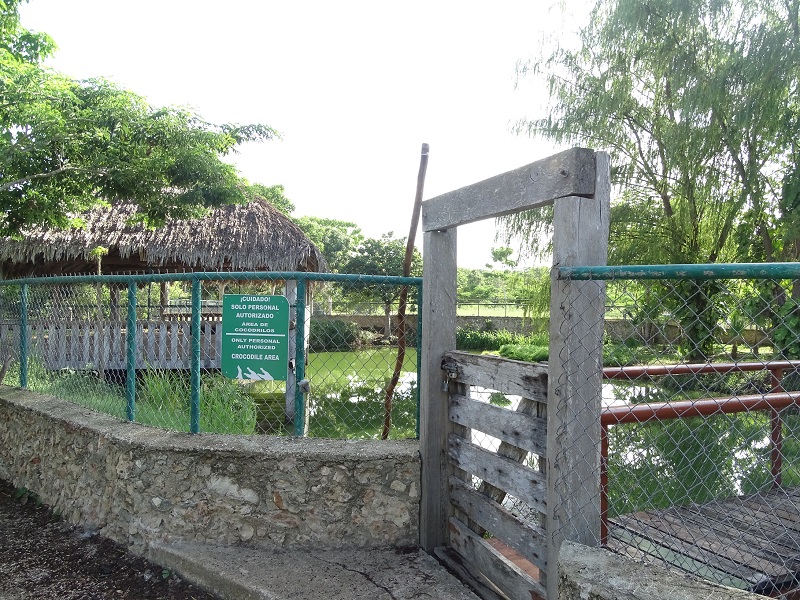 Morelett's crocodile enclosure