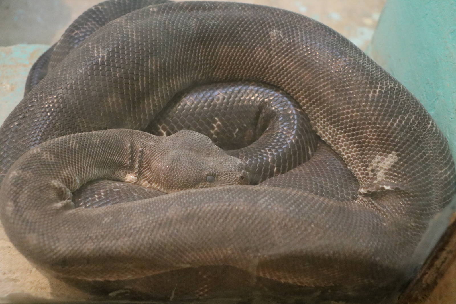 Morelia sp., February 2016