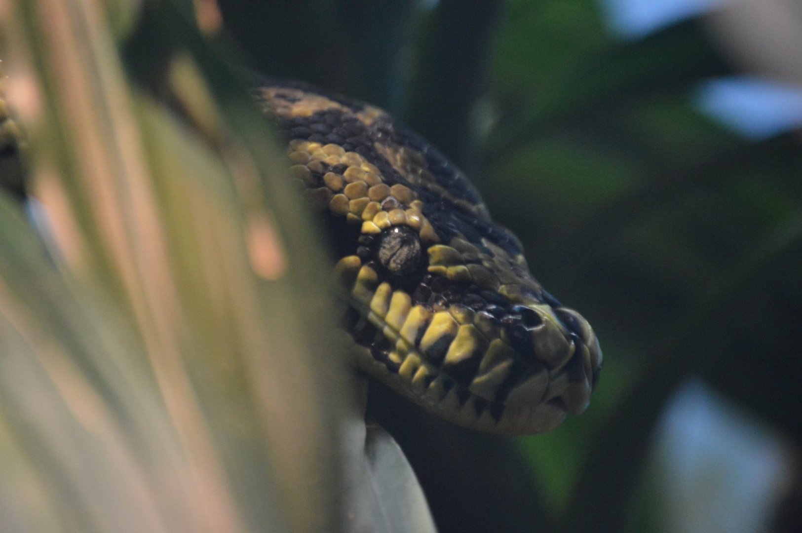 Morelia spilota cheynei
