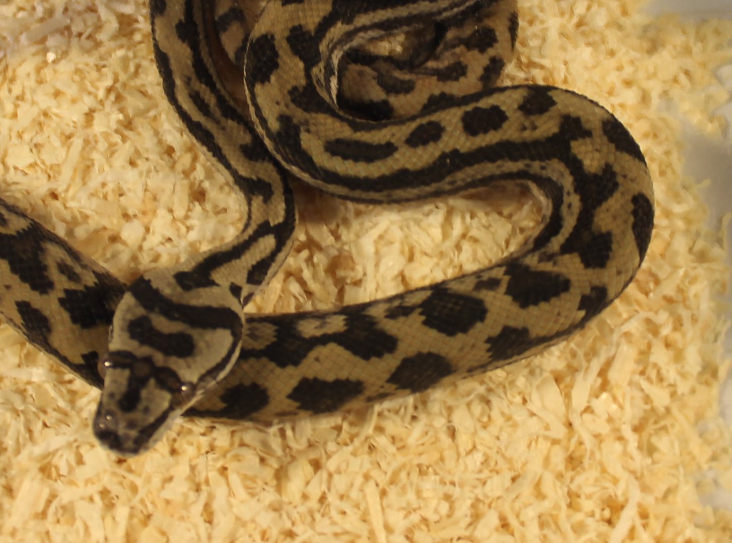 Morelia spilota mcdowelli