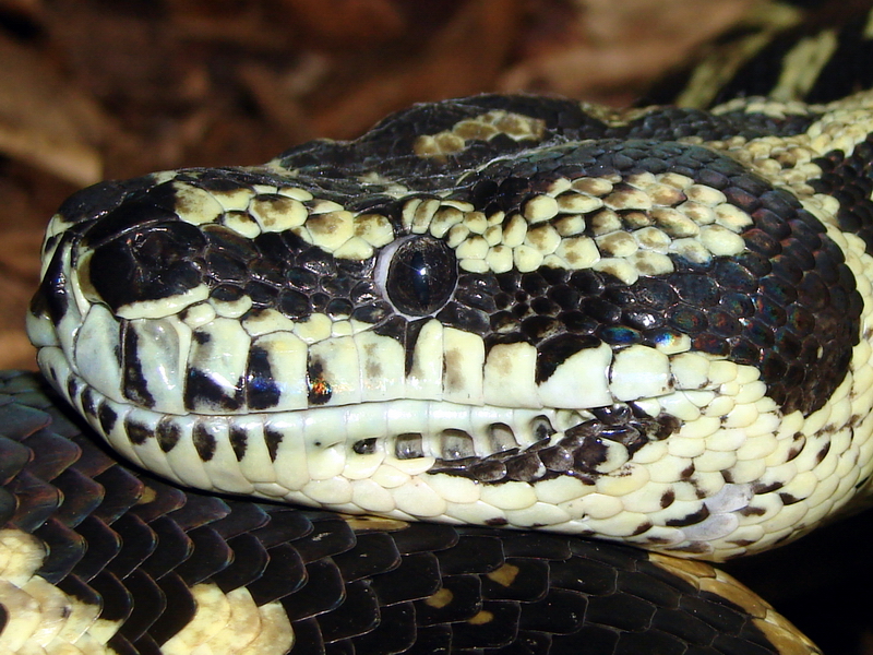 Morelia spilota variegata / Carpet Python