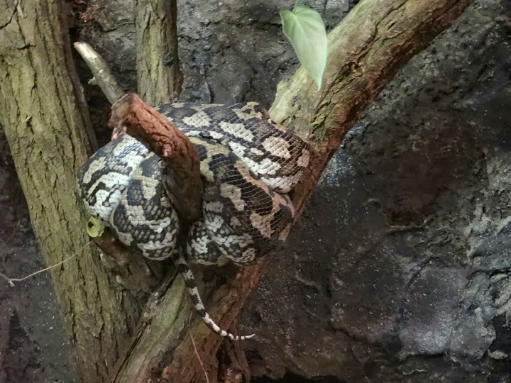 Morelia spilota variegata