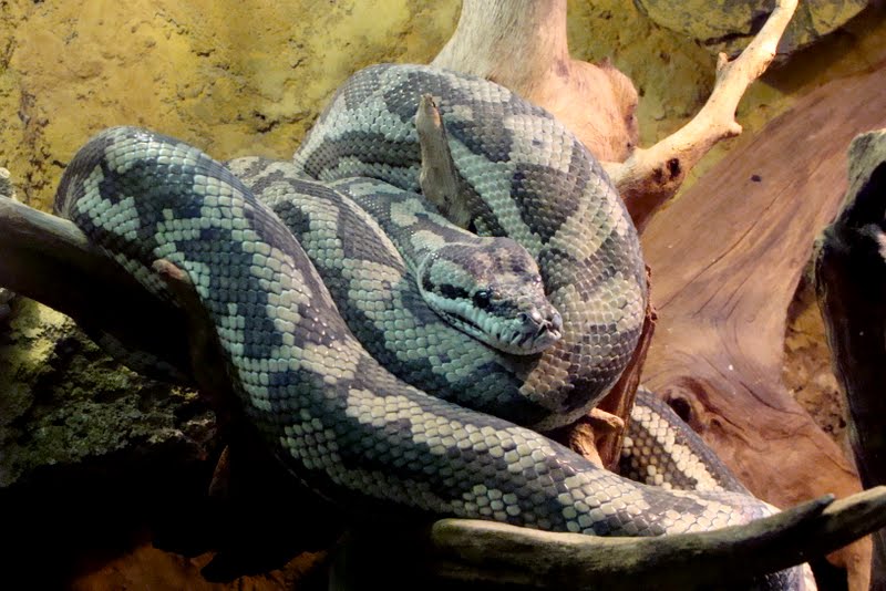 Morelia spilota