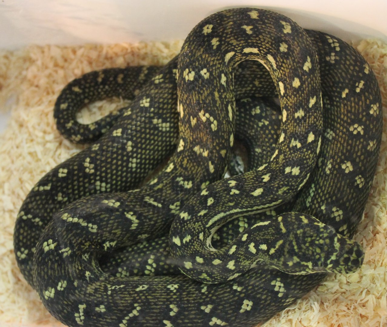 Morelia spilota
