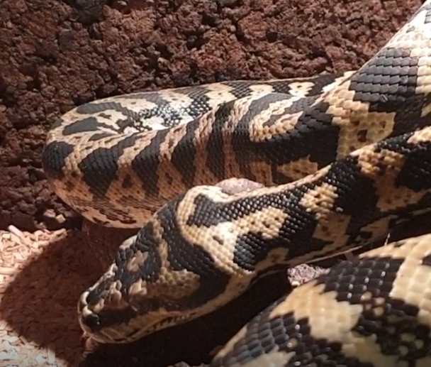 Morelia spilotes cheynei