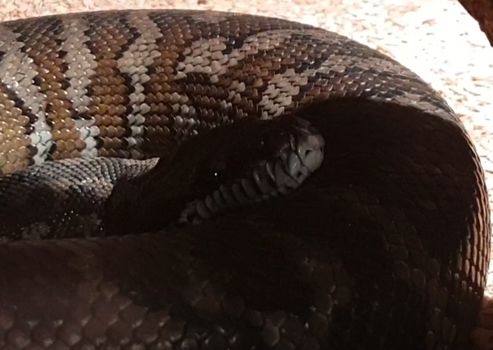Morelia spilotes mcdowelli