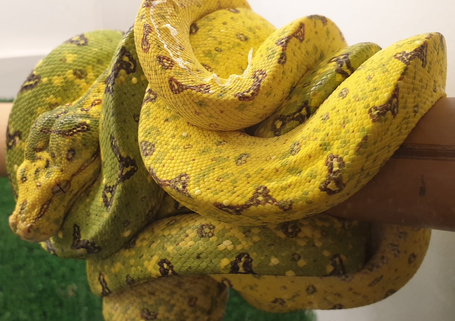 Morelia viridis - Biak Island