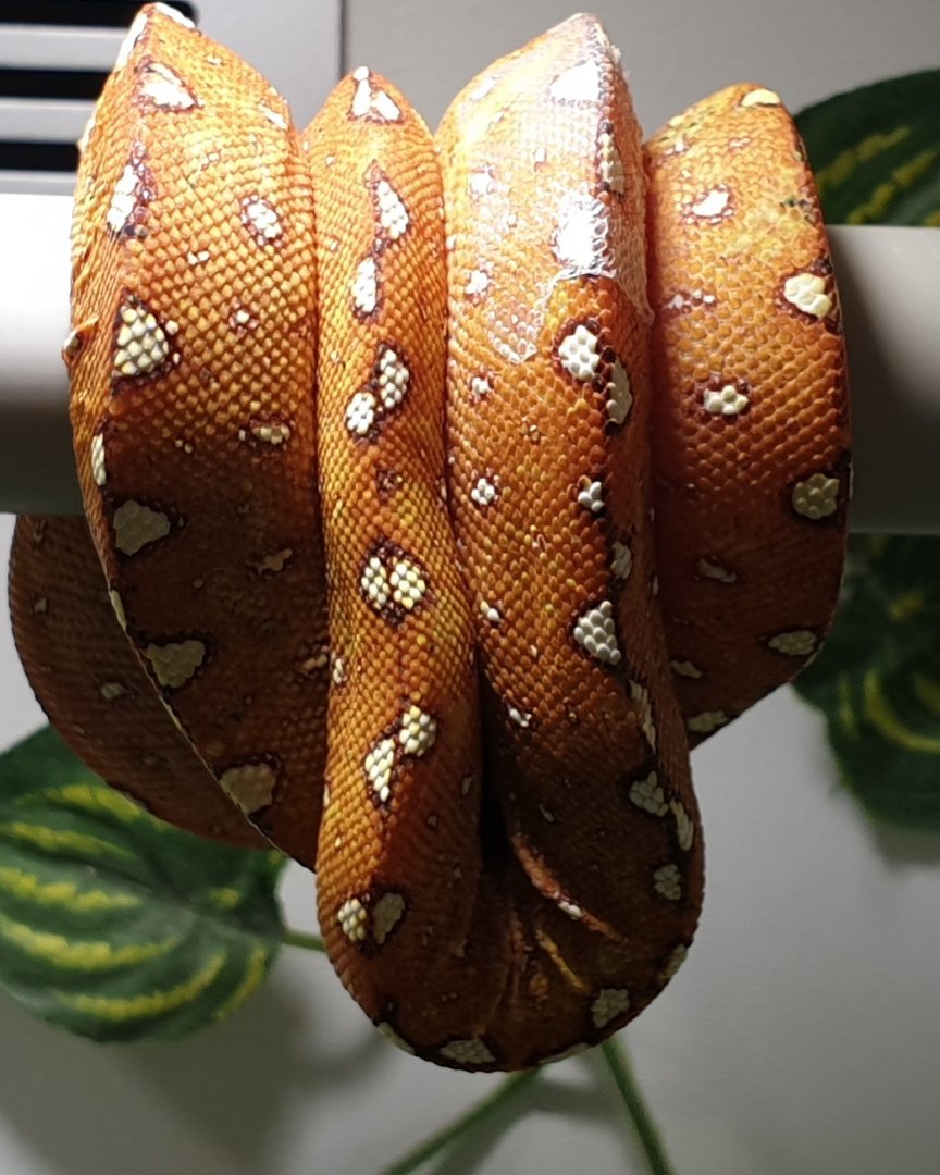 Morelia viridis - Biak - juvenile