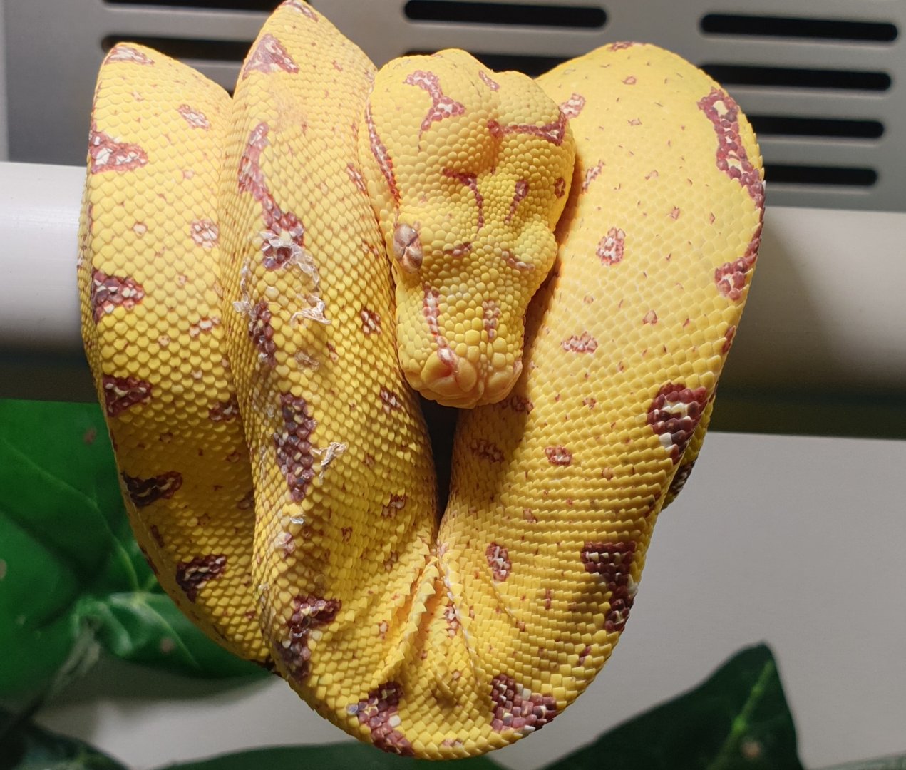 Morelia viridis - Biak - juvenile