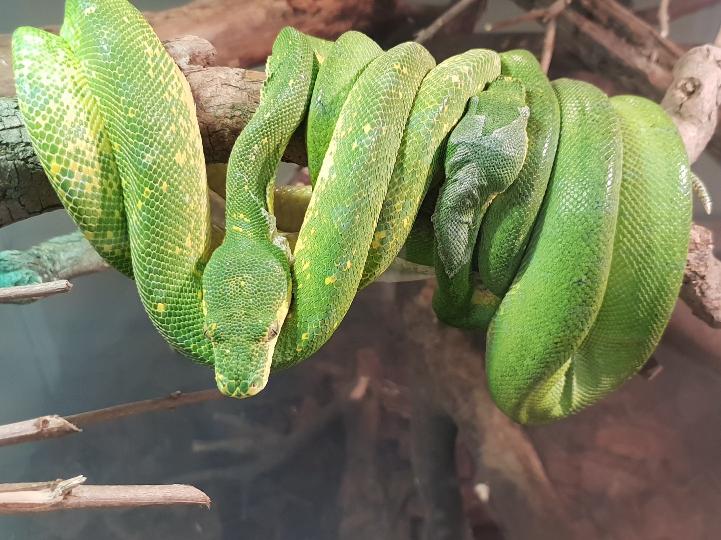 Morelia viridis "Biak"
