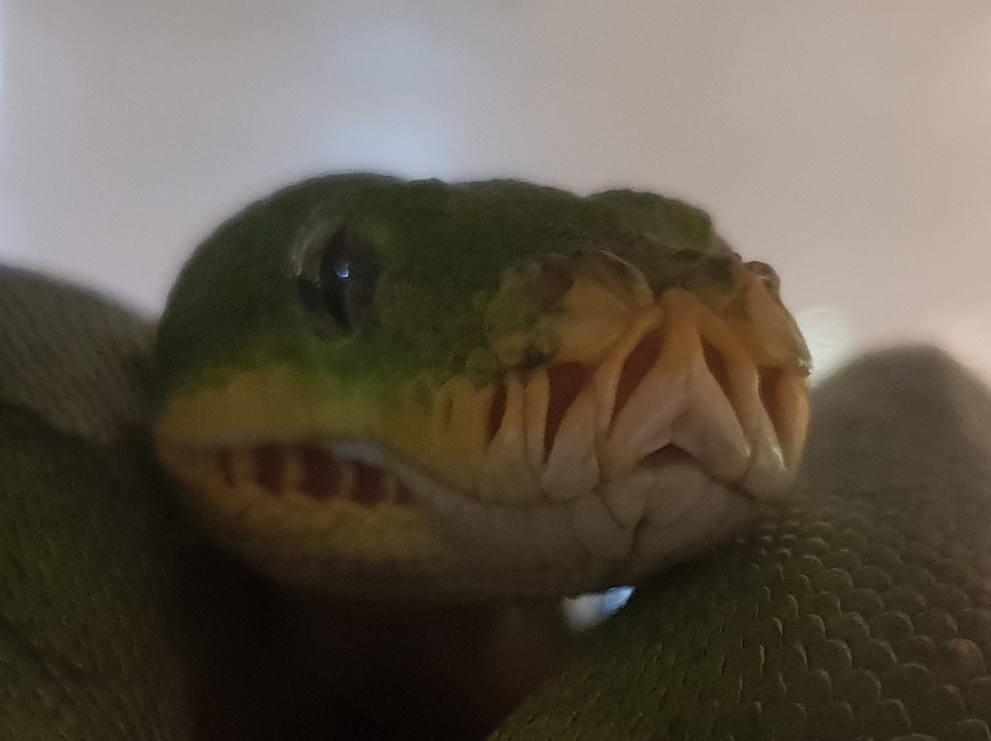 Morelia viridis "Biak"