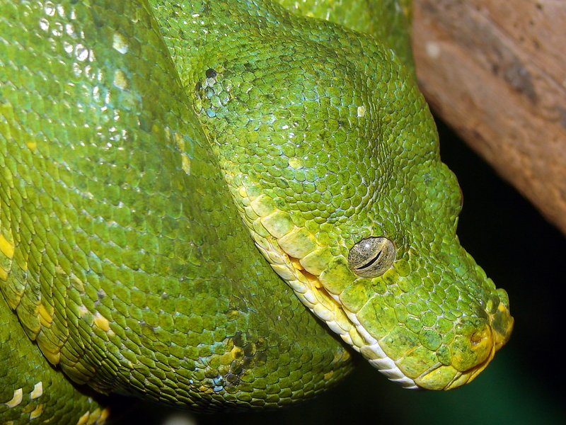Morelia viridis / Green Tree Python