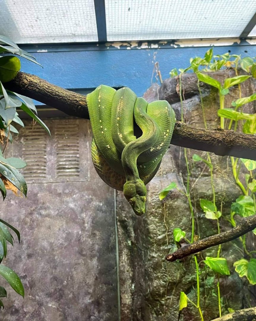 Morelia viridis in burgers zoo